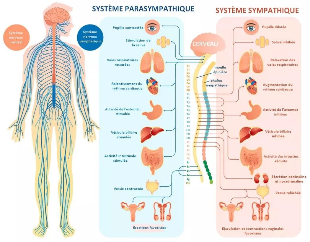 Système parasympathique et sympathique